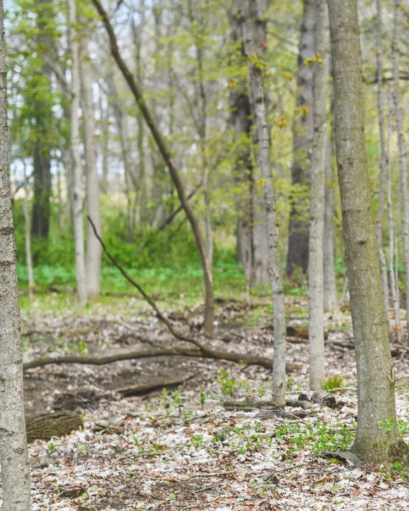 An open, quiet stretch of spring woodland with a fallen log among the trees.